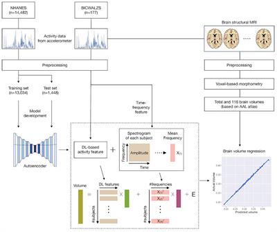 Modeling Brain Volume Using Deep Learning-Based Physical Activity Features in Patients With Dementia